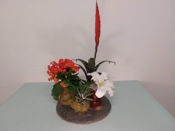 Floristeria lorea kokedama vriesia