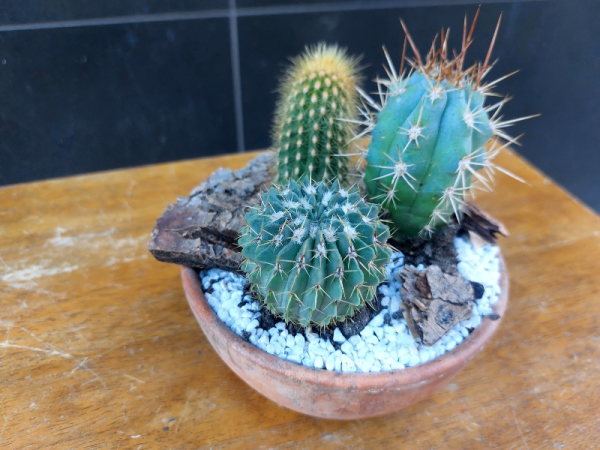Centro cactus en base de barro