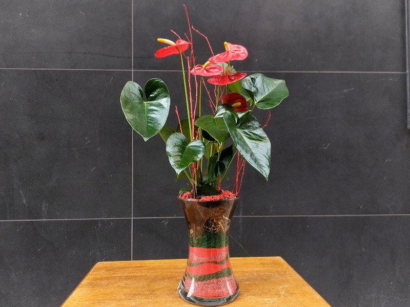 Anthurium planta