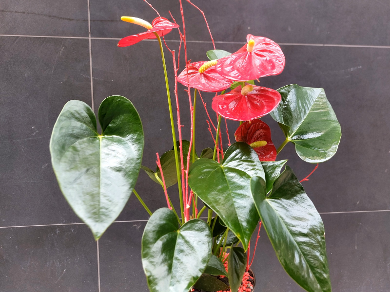 Anthurium planta
