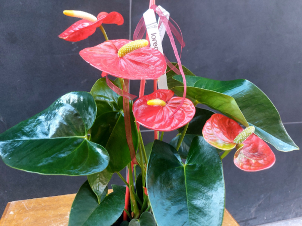 Anthurium planta