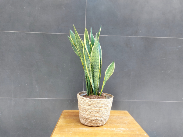 Floristería lorea sanseviera 2