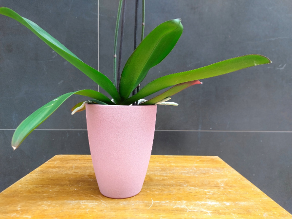 Orquidea phalaenopsis