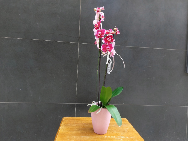 Orquidea phalaenopsis