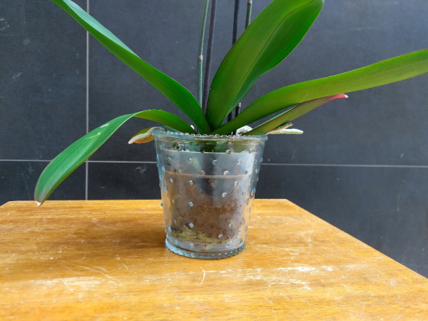 Orquidea phalaenopsis