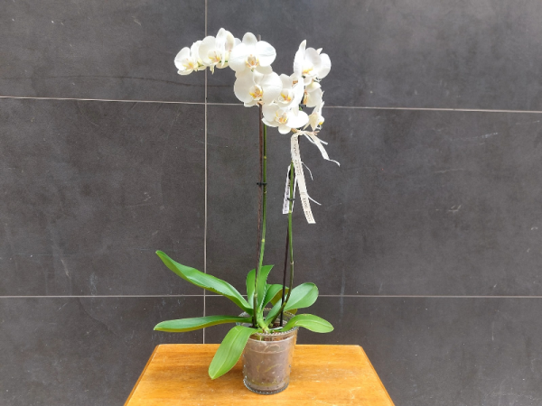 Orquidea phalaenopsis