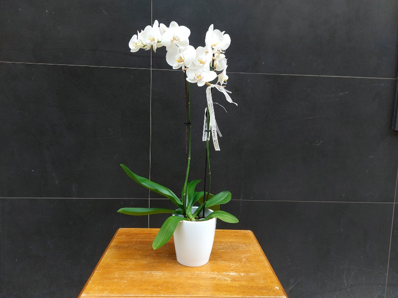 Orquidea phalaenopsis