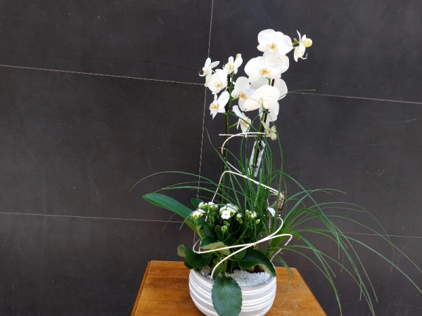 Centro de plantas con orquídea