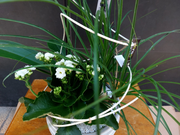 Centro de plantas con orquídea