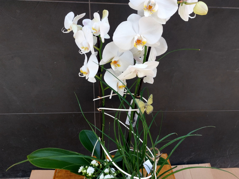 Centro de plantas con orquídea