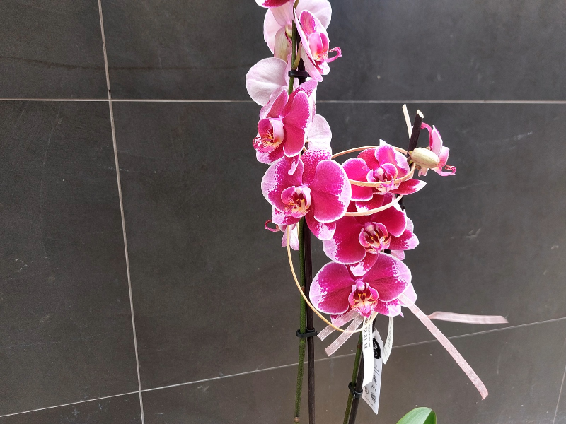 Orquidea phalaenopsis