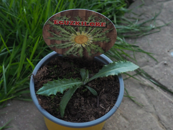 Floristería lorea eguzkilore planta