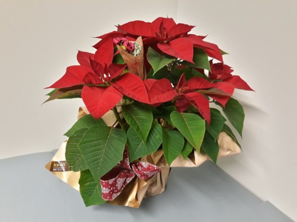 Floristería lorea poinsetia