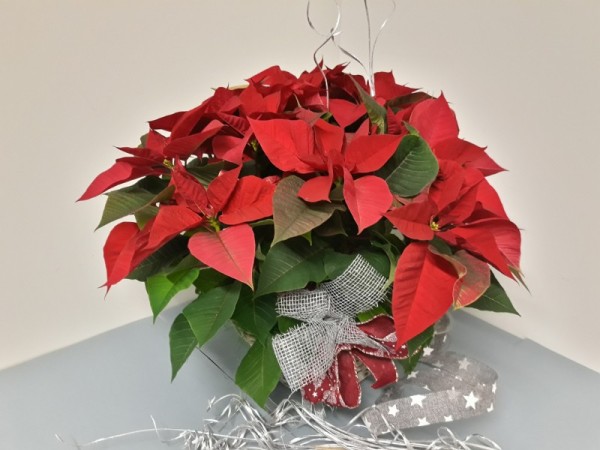 Floristería lorea cesto poinsetias