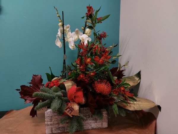 Floristería lorea centro flor y planta navidad