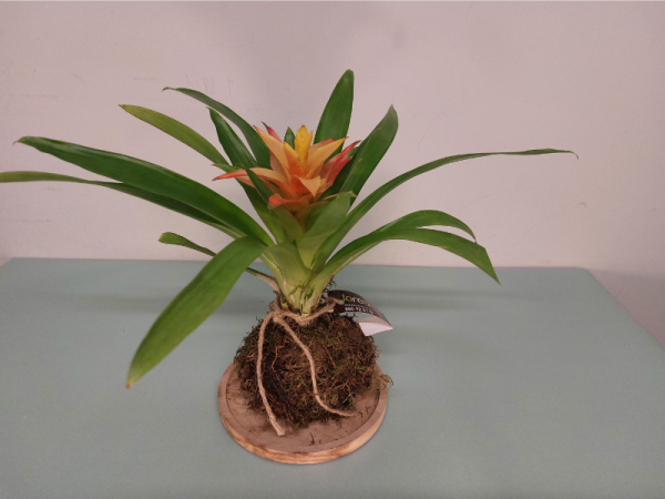 Floristería lorea kokedama guzmania