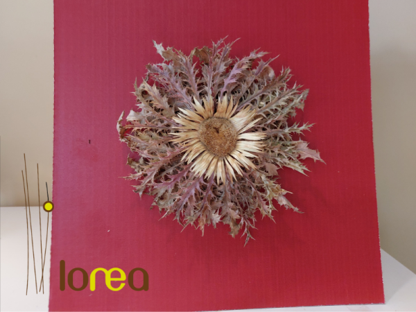 Floristería lorea eguzkilore pequeño