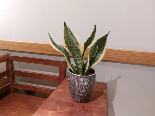 Floristería lorea sanseviera