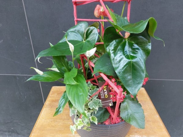 Centro de plantas Anthurium