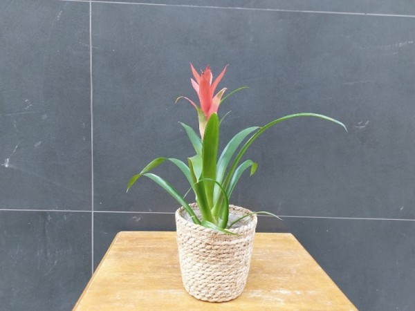 Floristería Lorea 2