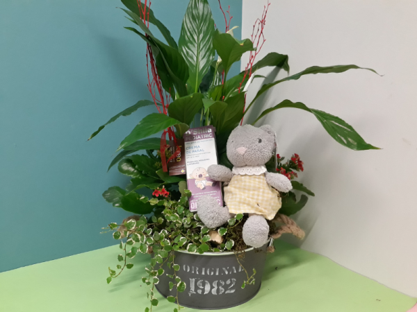 Floristería lorea centro plantas nacimiento