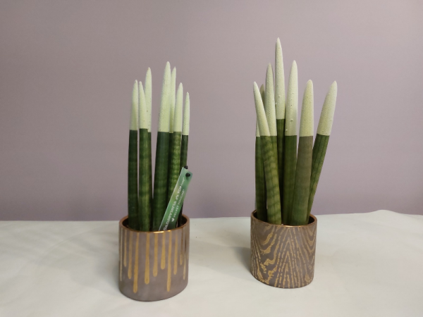 Floristeria lorea sanseviera lápiz