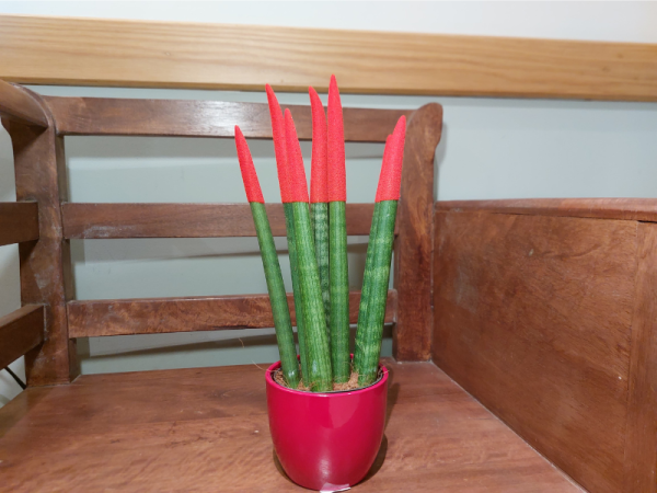 Floristeria lorea sanseviera lápiz 2