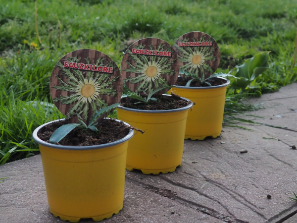 Floristería lorea eguzkilore planta 2