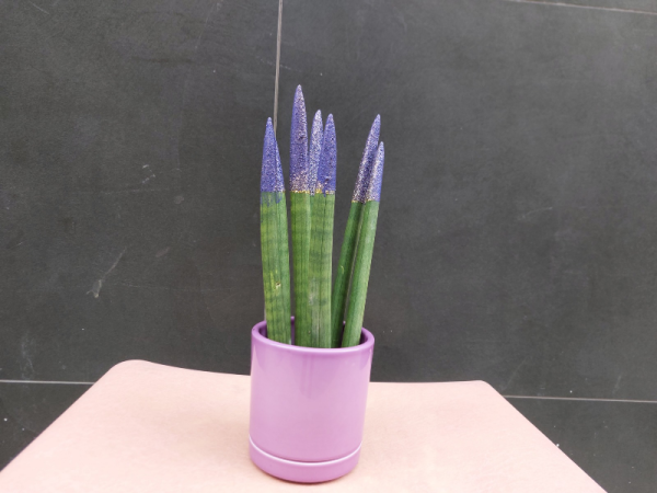 Lorea sansiviera lápiz morada