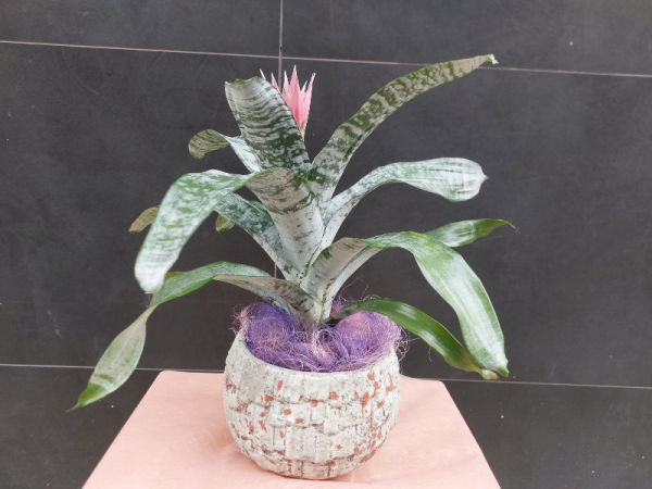 Floristería lorea bilbergia