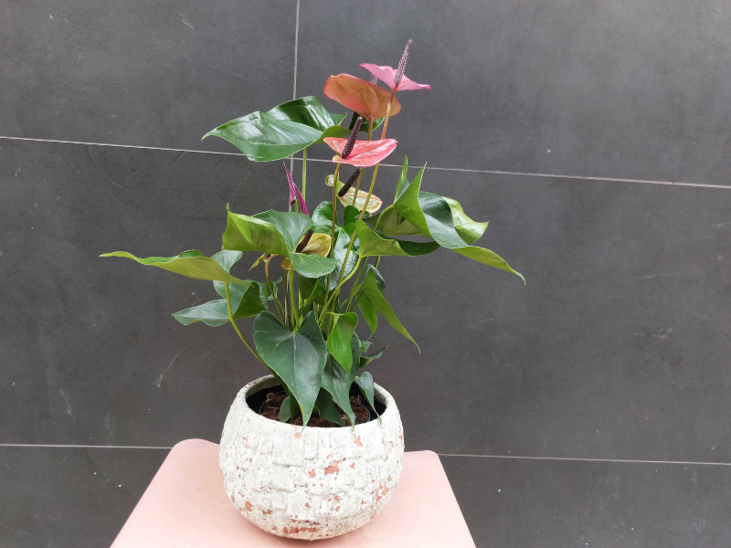 Floristería lorea anthurium lila