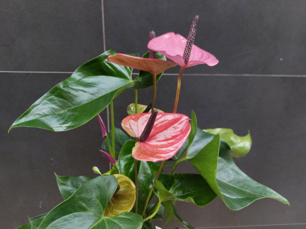 Floristería lorea anthurium lila 2