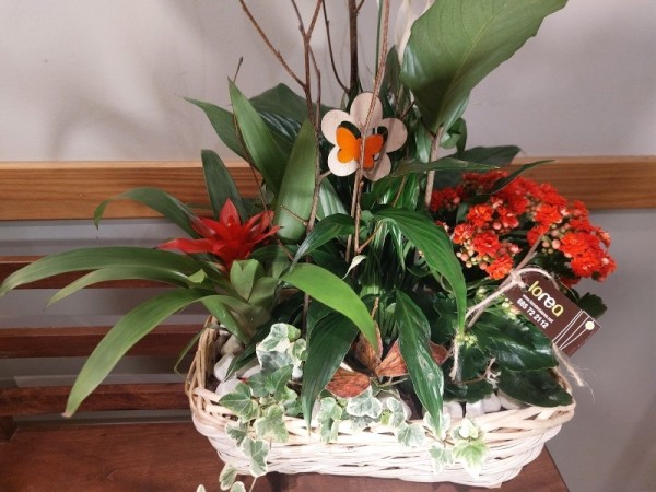 Cesta de plantas mimbre