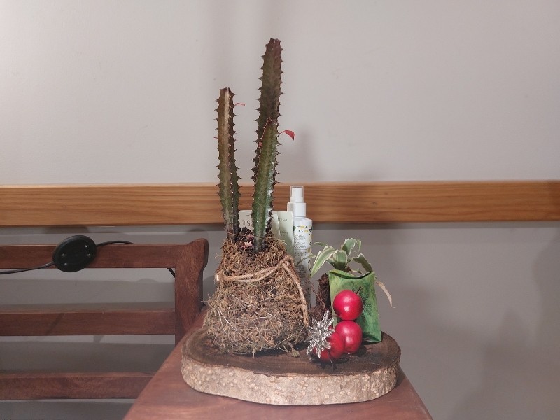 Kokedama, broche y colonia