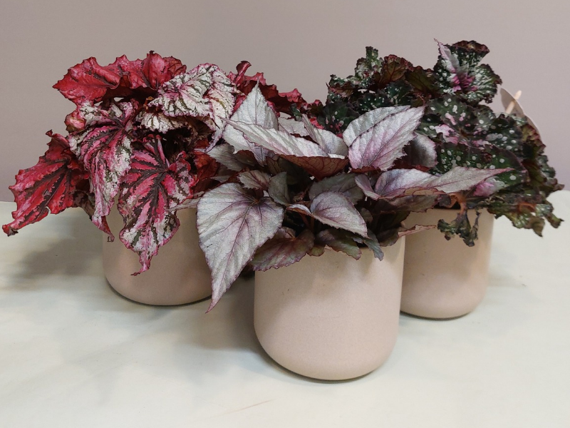 Floristería Lorea
