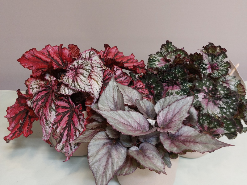 Begonia rex con ceramica
