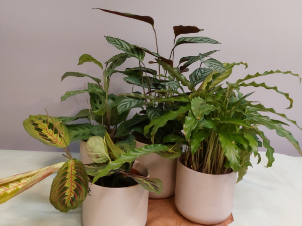Calathea con tiesto de cerámica