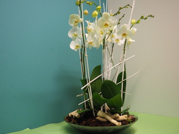 Floristería lorea orquidea centro