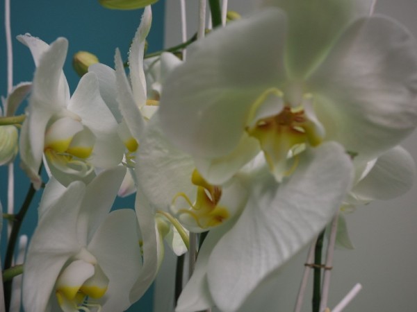 Floristería lorea orquídea centro 3