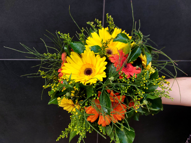 Conjunto gerbera silvestre