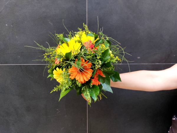 Conjunto gerbera silvestre