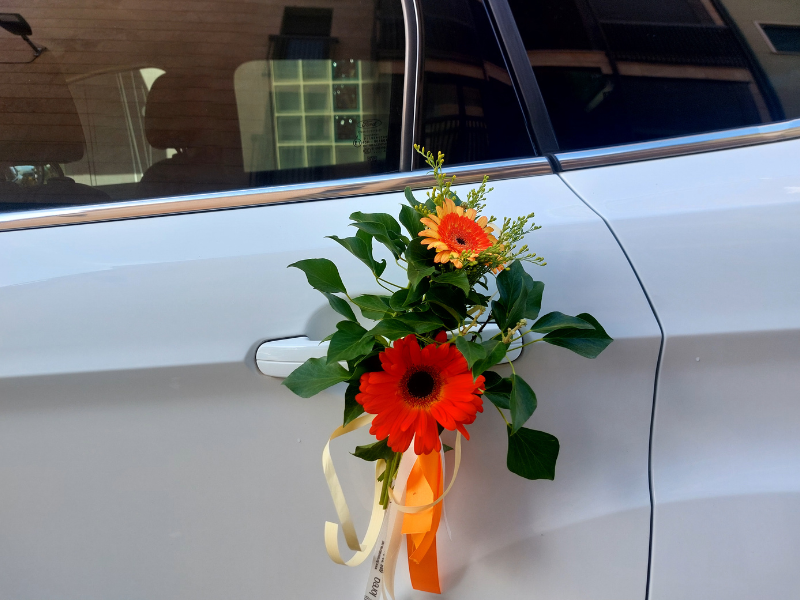 Conjunto gerbera silvestre