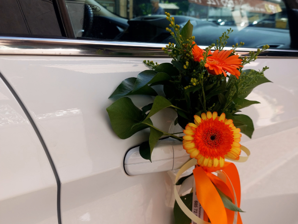 Conjunto gerbera silvestre