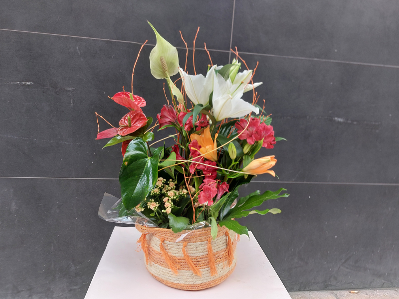 Cesta plantas y flor natural