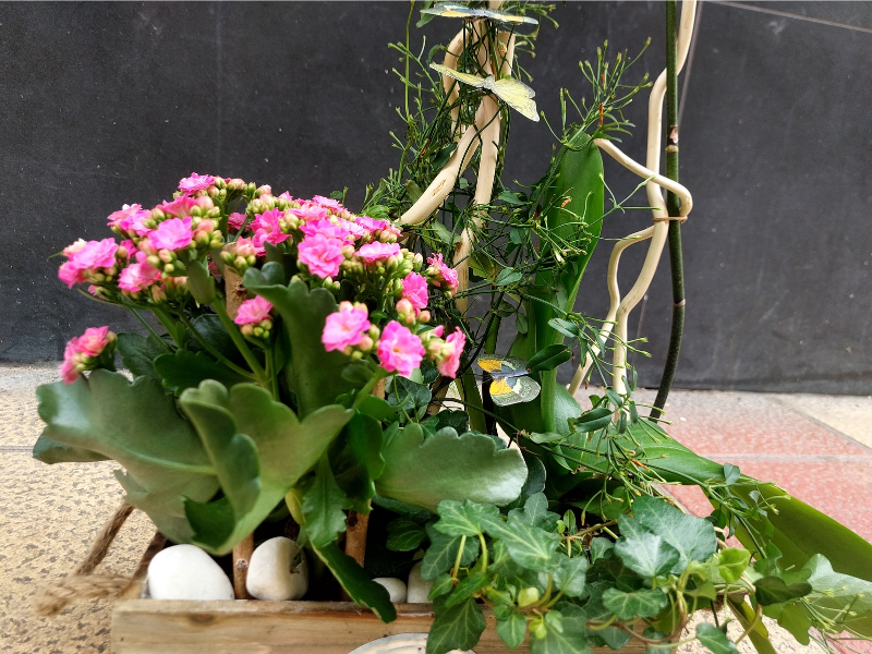 Centro de plantas con orquídea