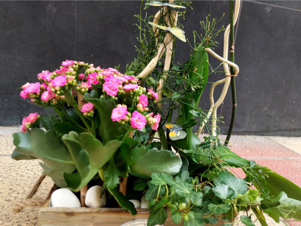 Centro de plantas con orquídea