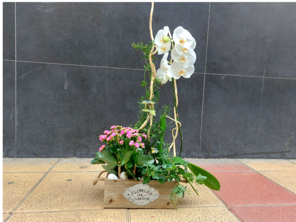 Floristería Lorea Centro de plantas con orquídea