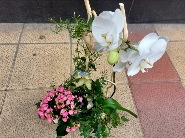 Floristería Lorea Centro de plantas con orquídea 2