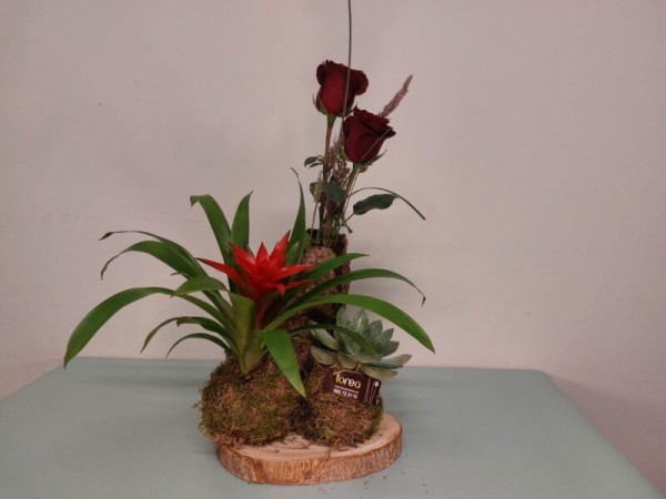 Floristería lorea kokedama