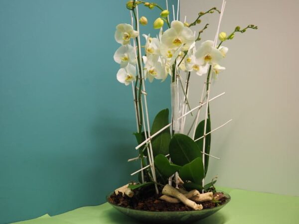 Plantas